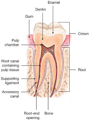root canals explained